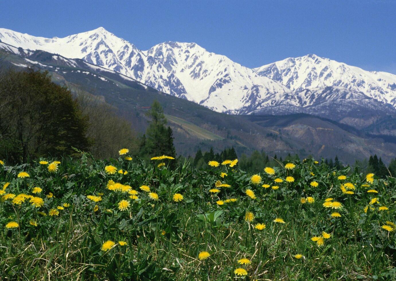 Field of yellow flowers photo