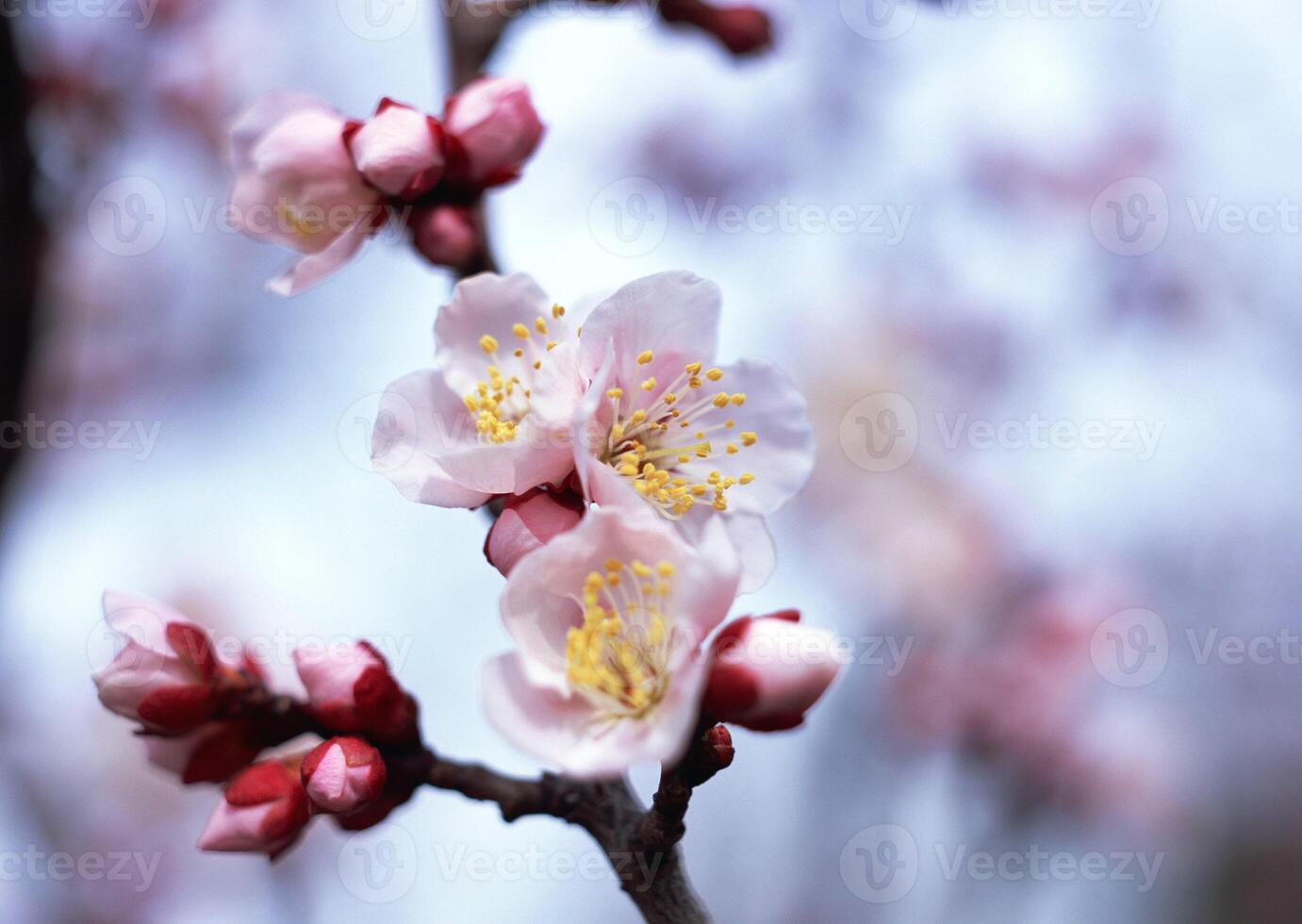 A detailed closeup view of a tree branch adorned with beautiful pink flowers and delicate buds, showcasing the beauty of nature in spring photo