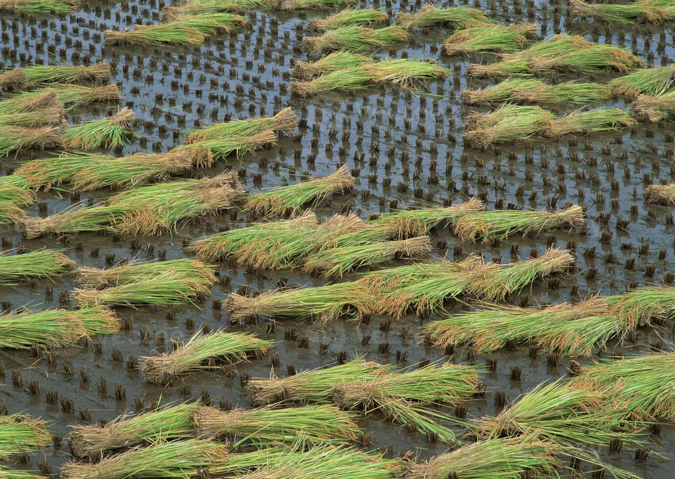 Bundles of Rice Seedlings on Water. High quality photo
