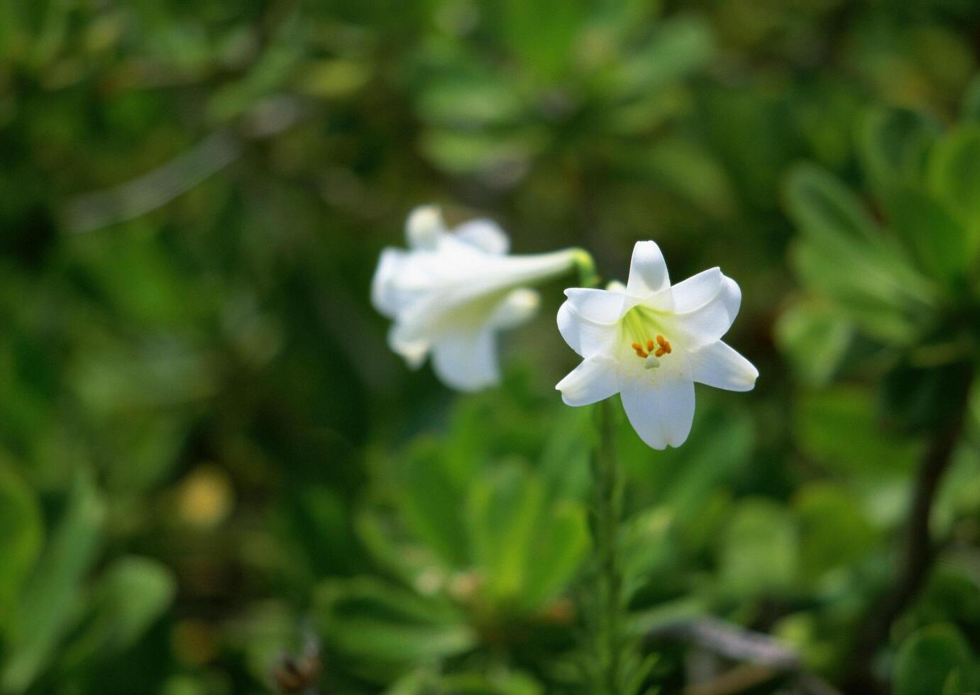 A single white flower is growing in the middle of some green plants photo
