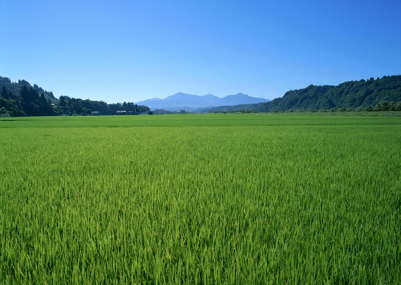 Field with green view. open space, outdoor. High quality photo