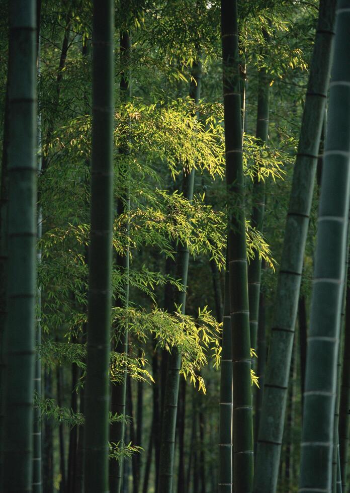 a group of tall bamboo trees in a forest., photo