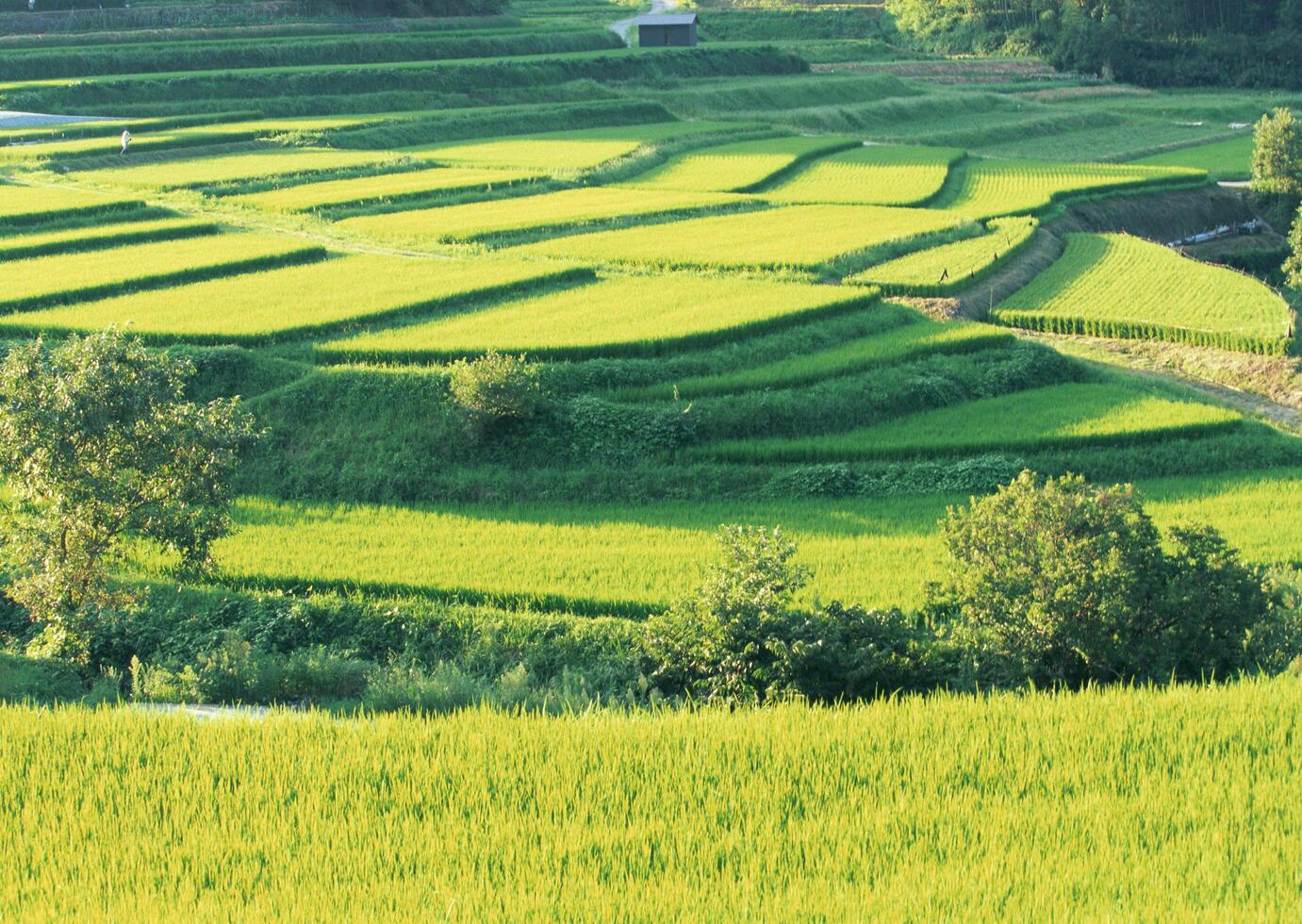 a large field of green rice photo