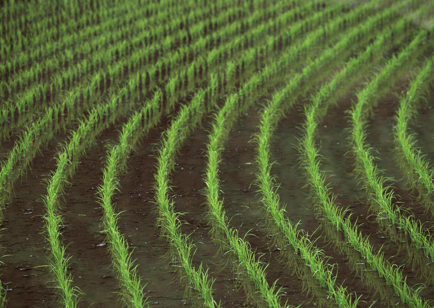 Field with green view. open space, outdoor. HiVol. 236 photo