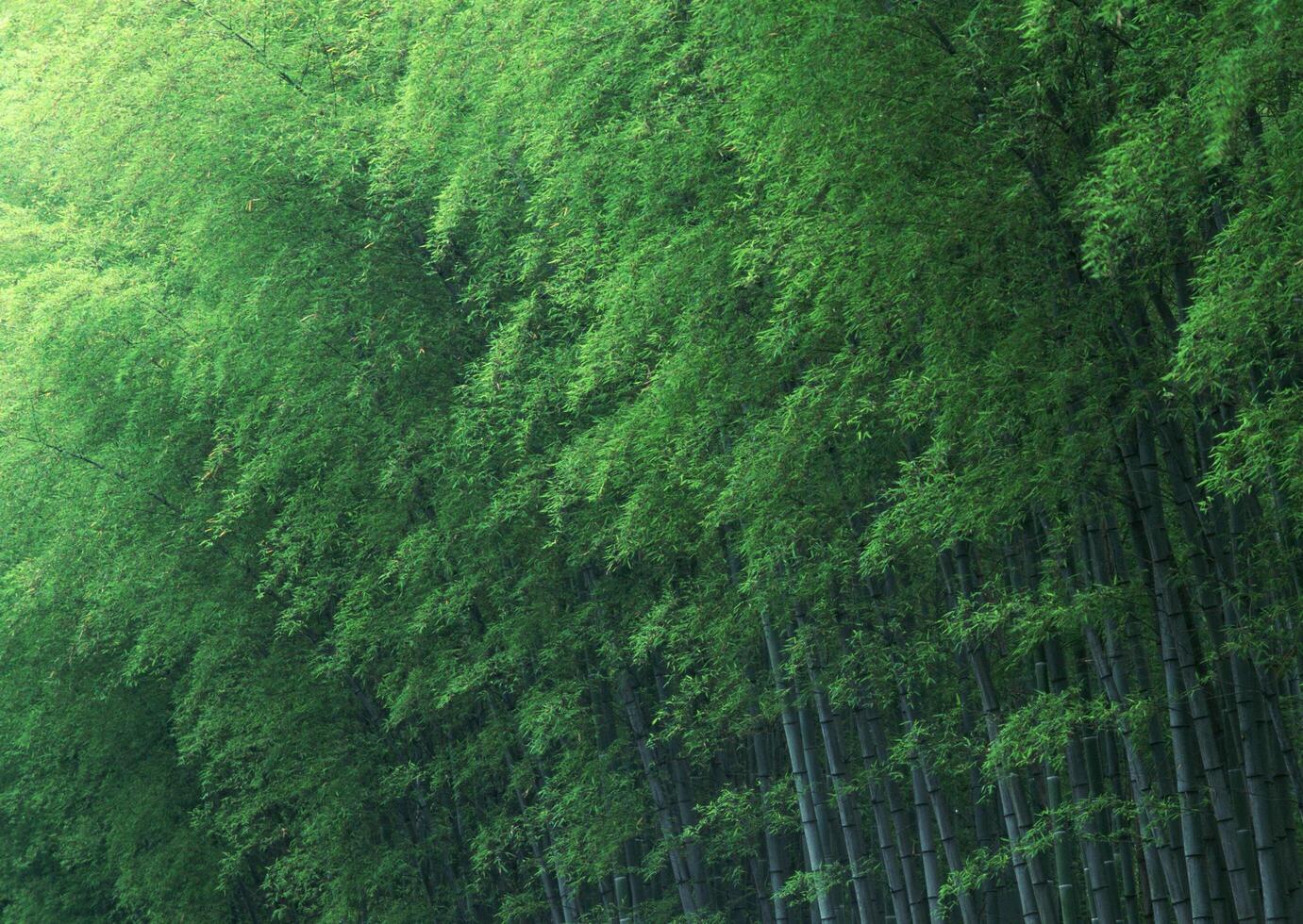 a row of tall green bamboo trees photo