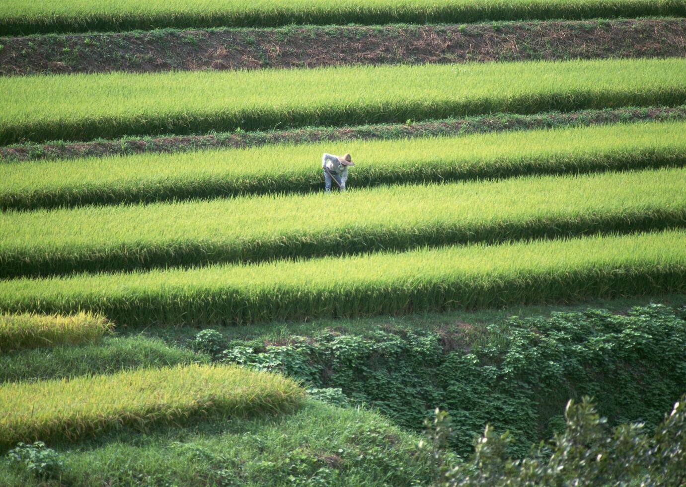 Field with green view. open space, outdoor. Vol.021 photo