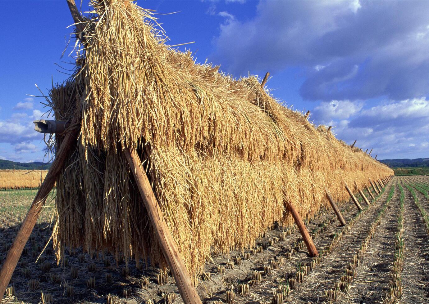 A row of hay bales photo
