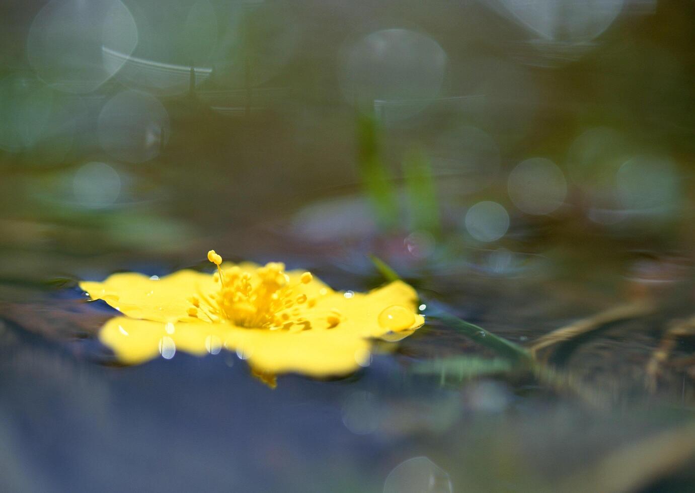a yellow flower floating in water photo