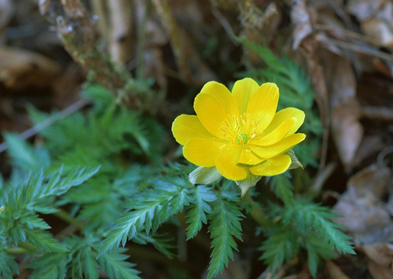 A single yellow flower is growing in the woods photo