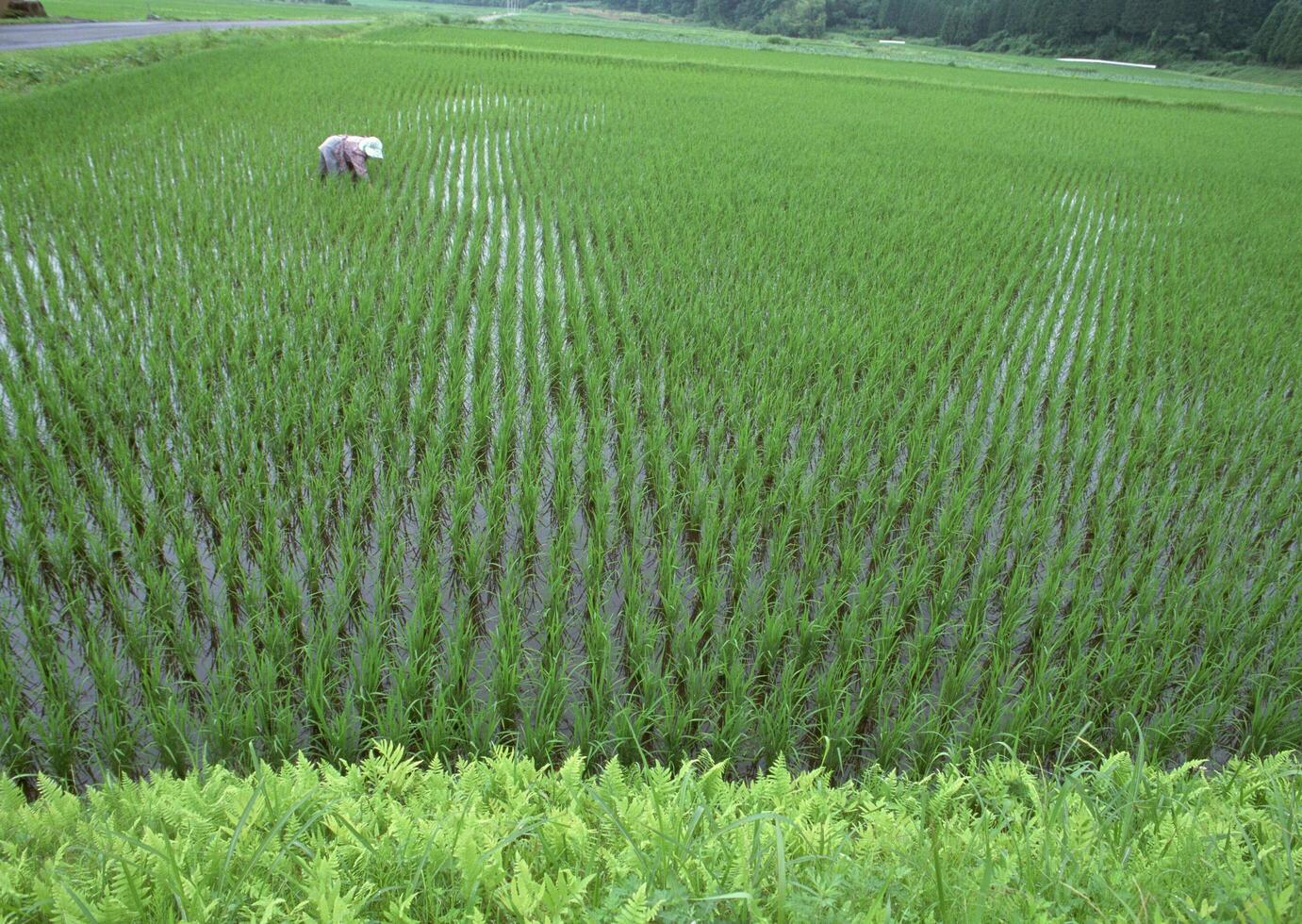 Field with green view. open space, outdoor. HiVol. 08 photo