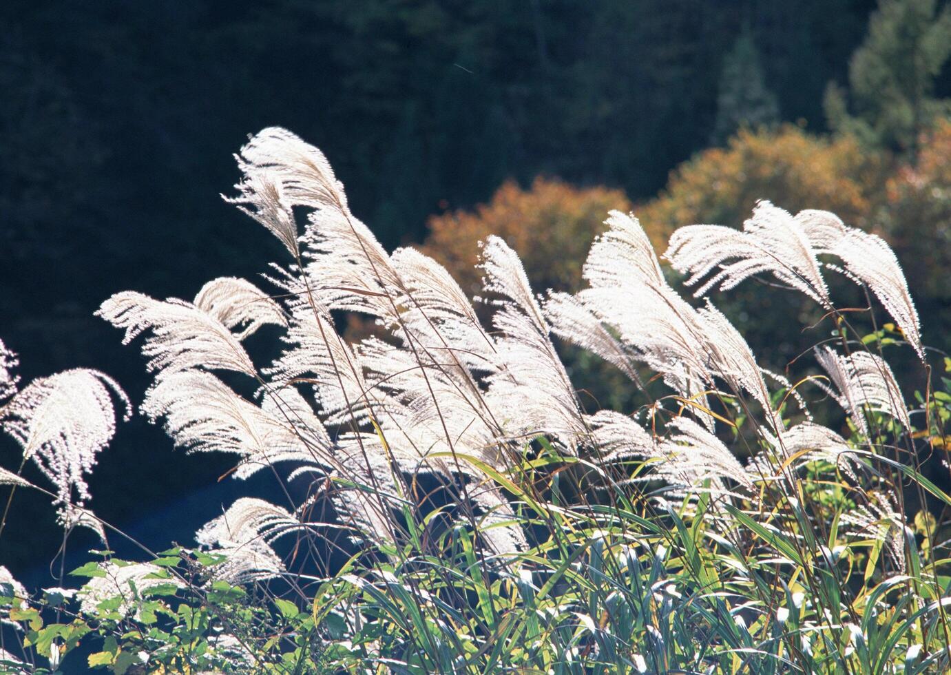 a field of tall grass with tall white flowers photo