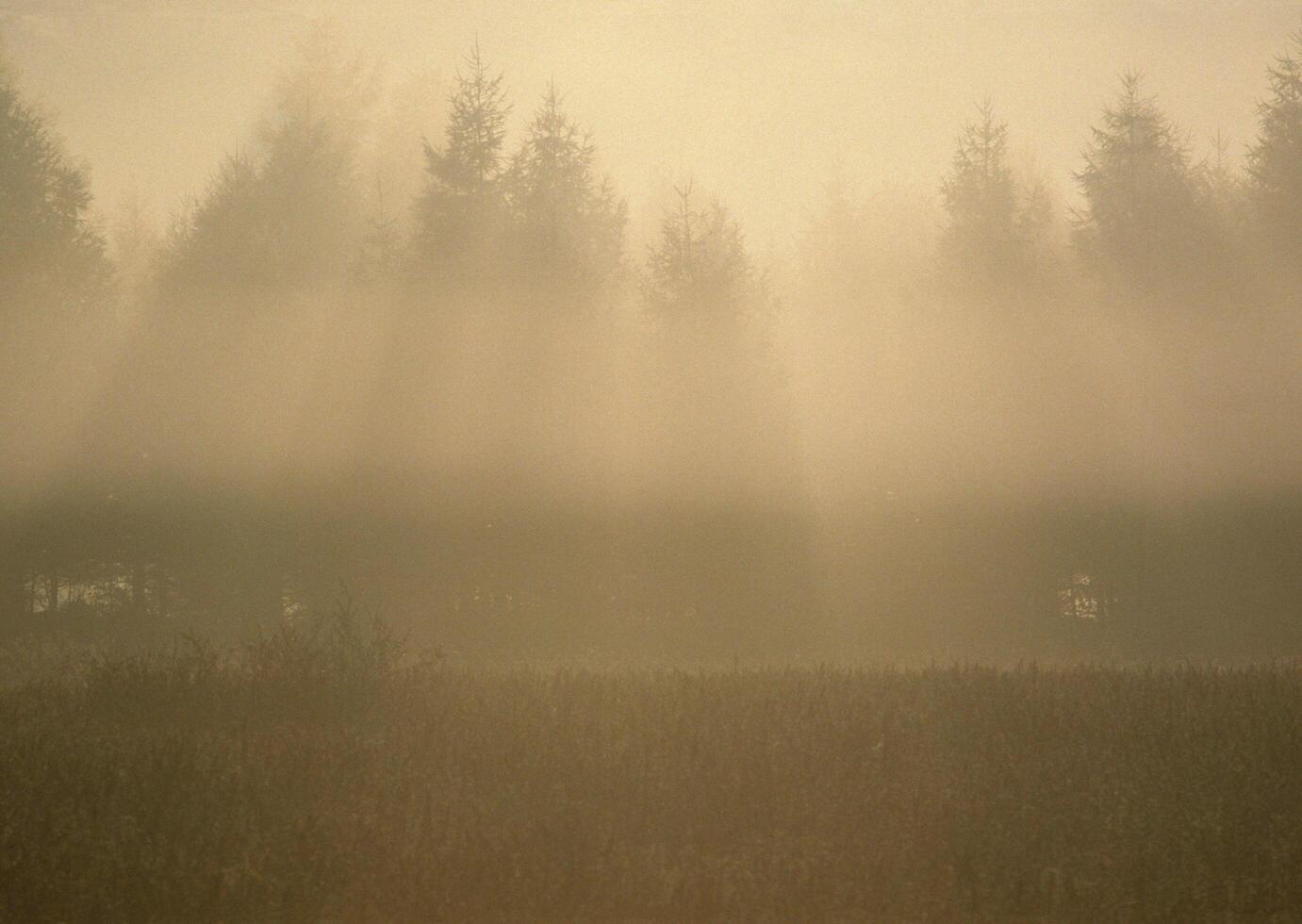 a field with trees in the background photo