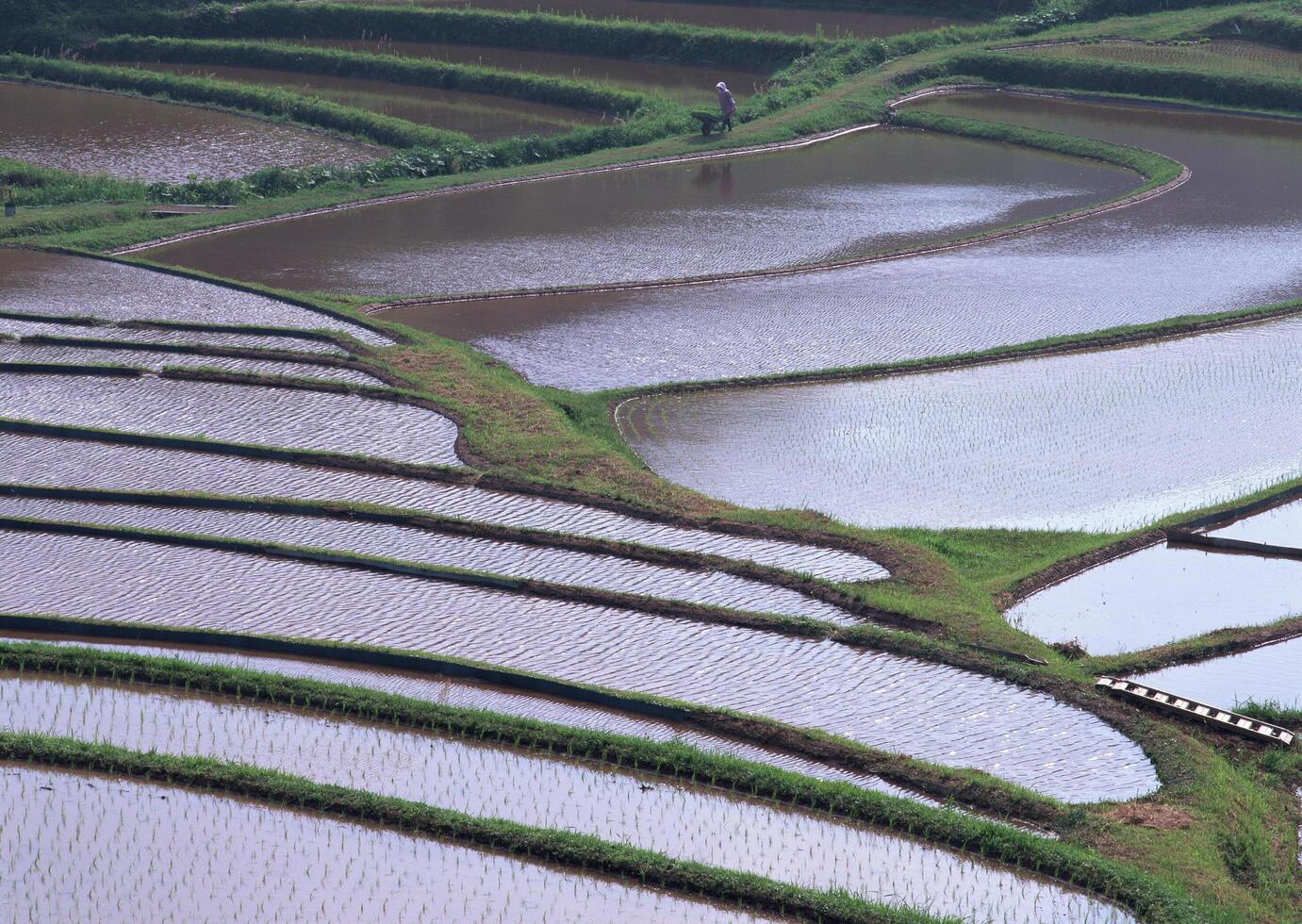 Field with green view. open space, outdoor. Vol. 021 photo