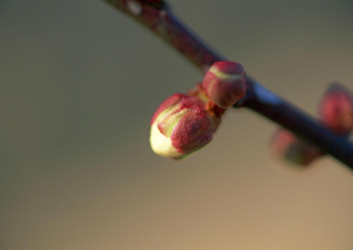 A close up of a bud on a tree photo