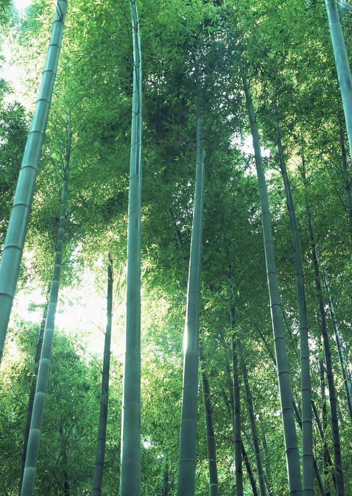 A group of tall bamboo trees in a forest, photo