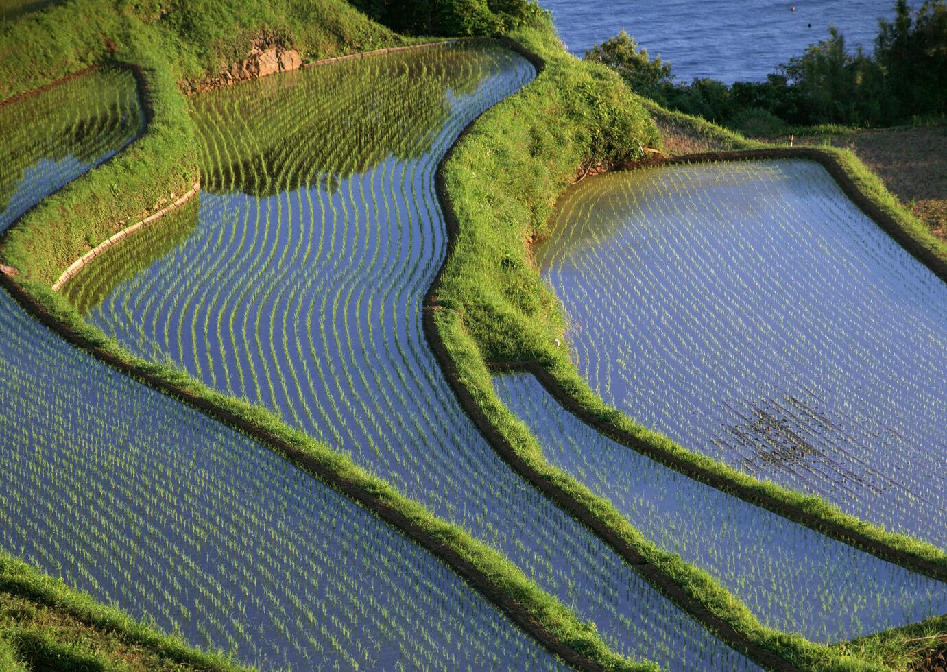 Field with green view. open space, outdoor. HVol. 1 photo
