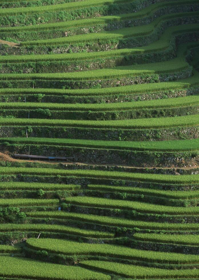 Field with green view. open space, outdoor. Vol. 101 photo