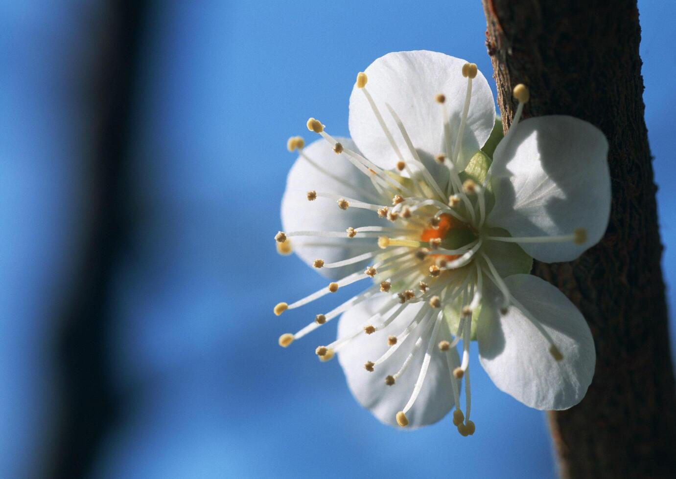 a white flower on a tree branch photo