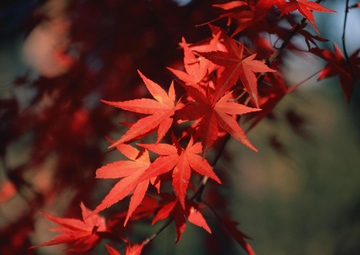 Red maple leaves in the fall photo