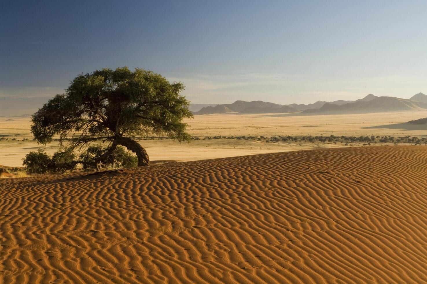 Dune landscape in the Namib desert, Desert Lodge, sunrise, Namibia, Africa. photo