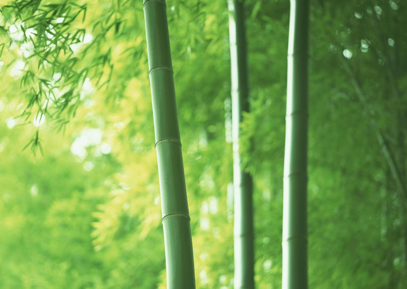 Bamboo trees in the forest photo