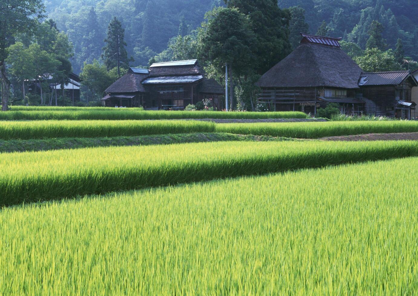 Field with green view. open space, outdoor. HiVol. 22 photo