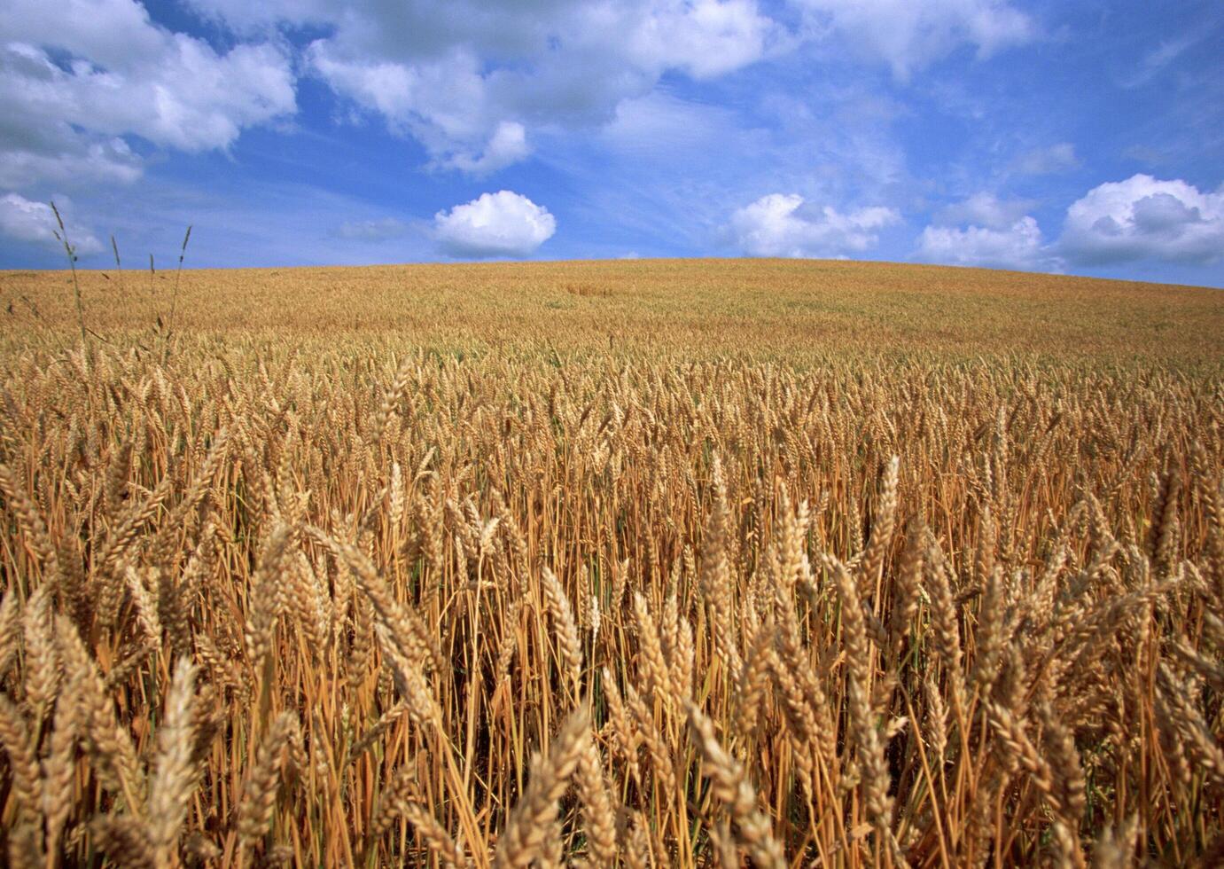 Golden Wheat Field. Vol. 15 photo