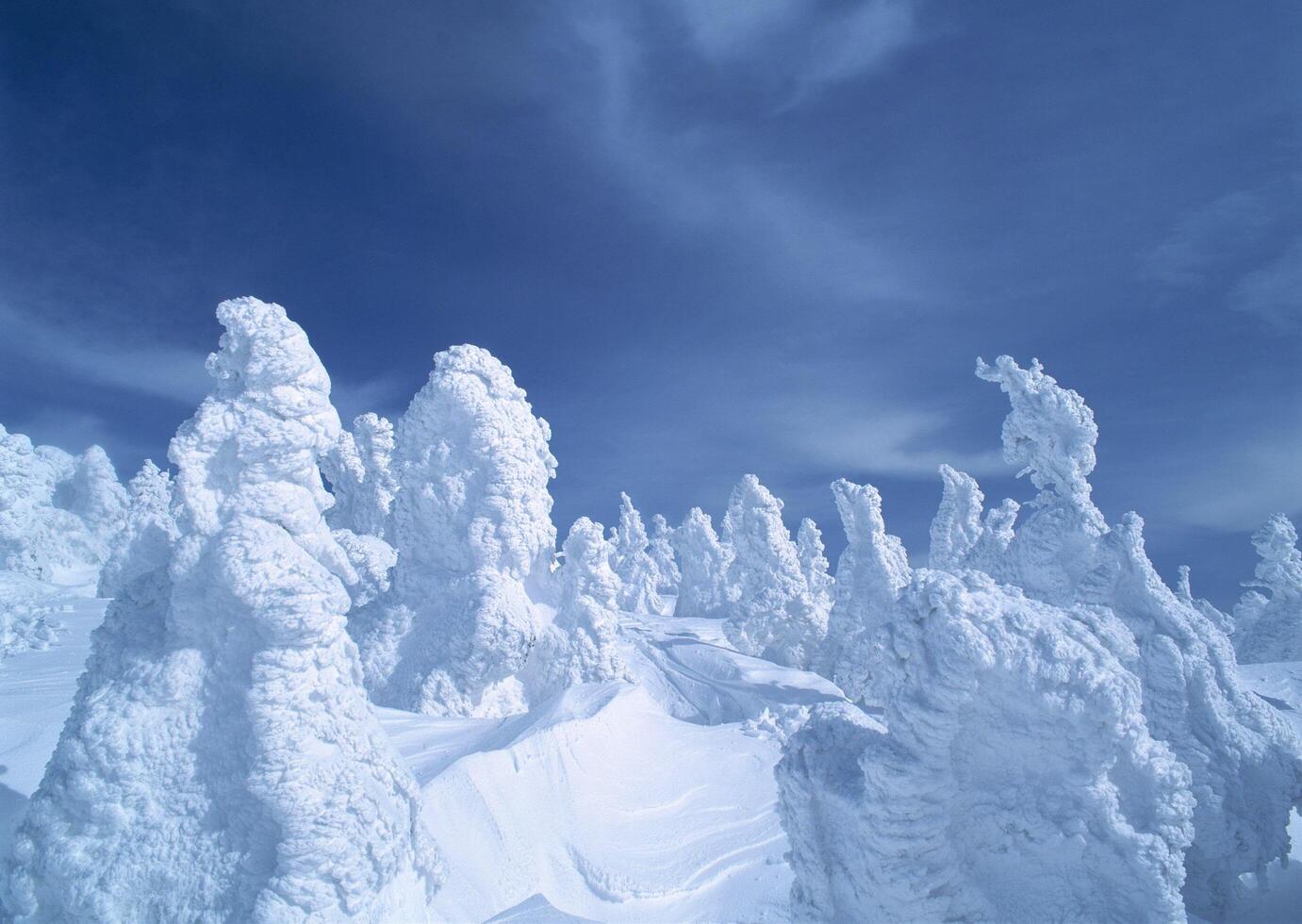 a group of snow covered trees in the snow photo