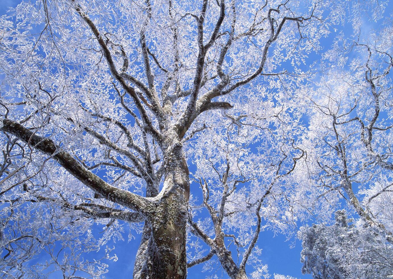 a tree covered in ice and snow against a blue sky photo