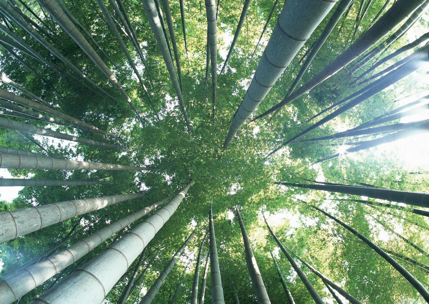 A view up into the canopy of a bamboo forest photo