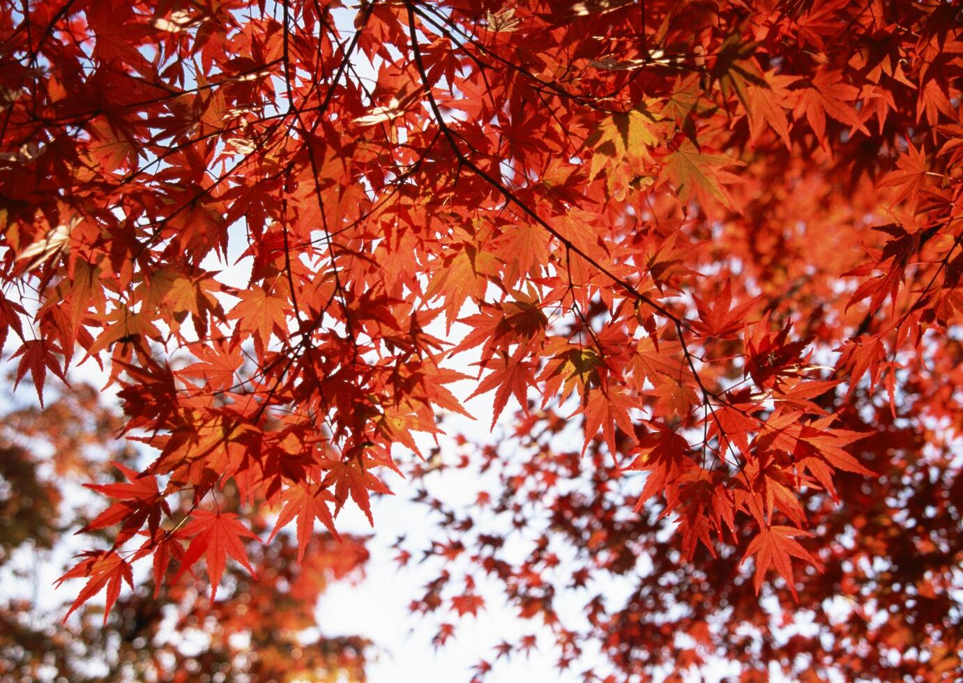 a red maple tree with leaves in the fall photo