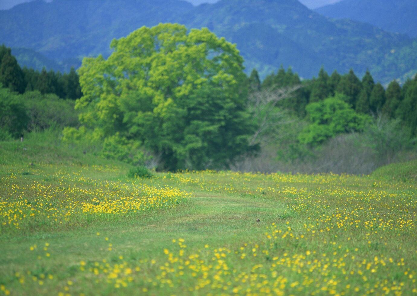 Through a field of yellow flowers photo