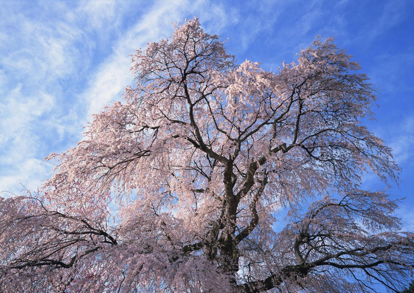 A large tree with pink flowers in the sky photo
