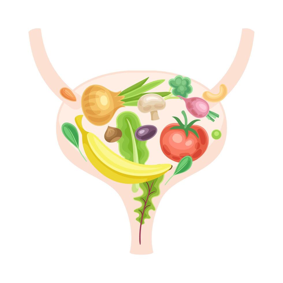Anatomical bladder with fruit and vegerables. Healthy human internal organ illustration vector