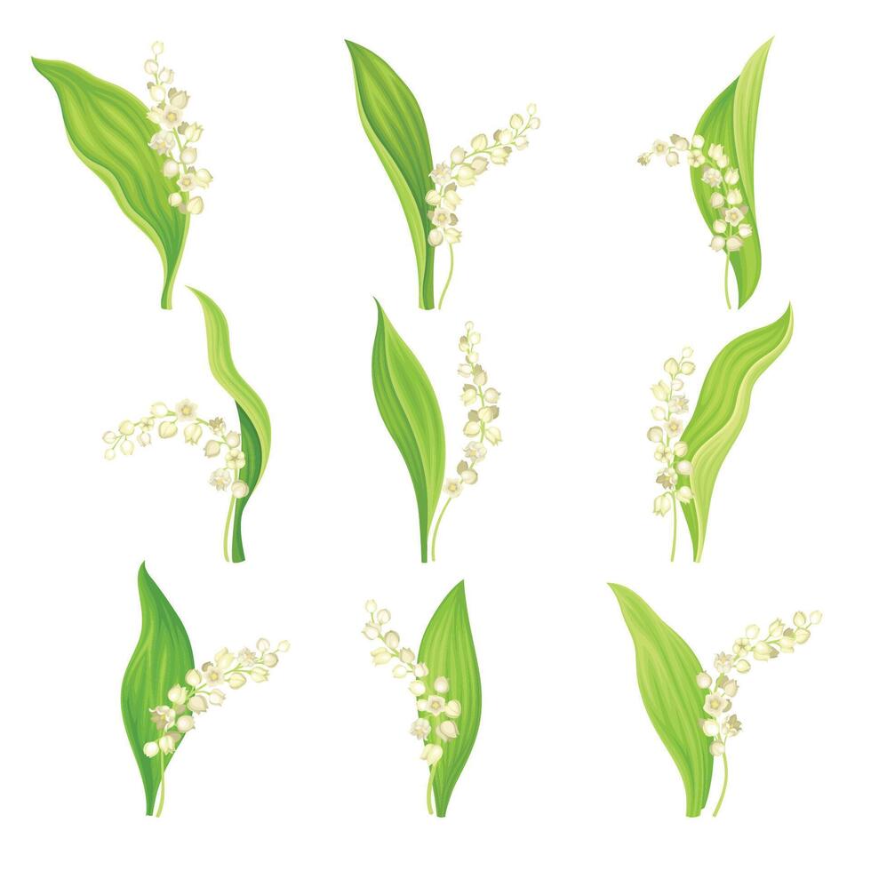 Lily of the valley set. May lily with green leaf and white flowers. Nature, flora, botany design element illustration vector