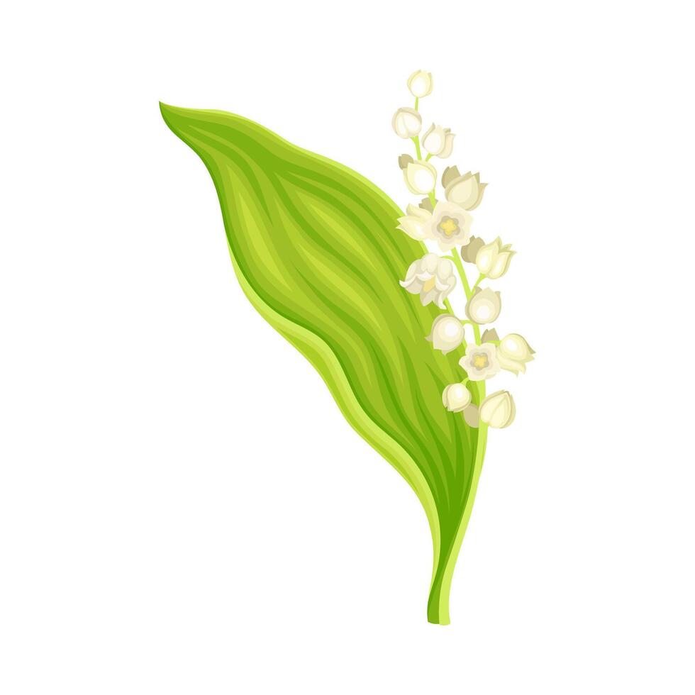 Lily of the valley flower. May lily fresh spring plant illustration vector