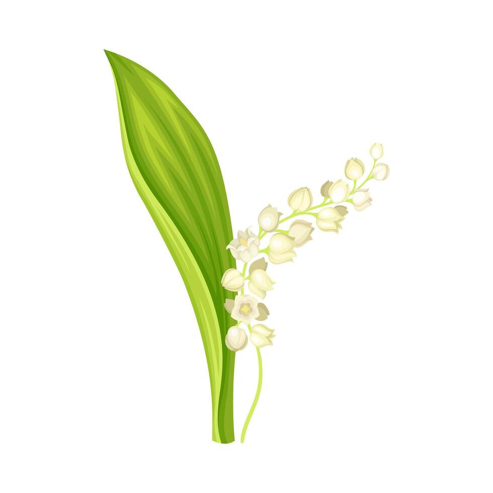 Lily of the valley flower. Beautiful may lily spring plant illustration vector