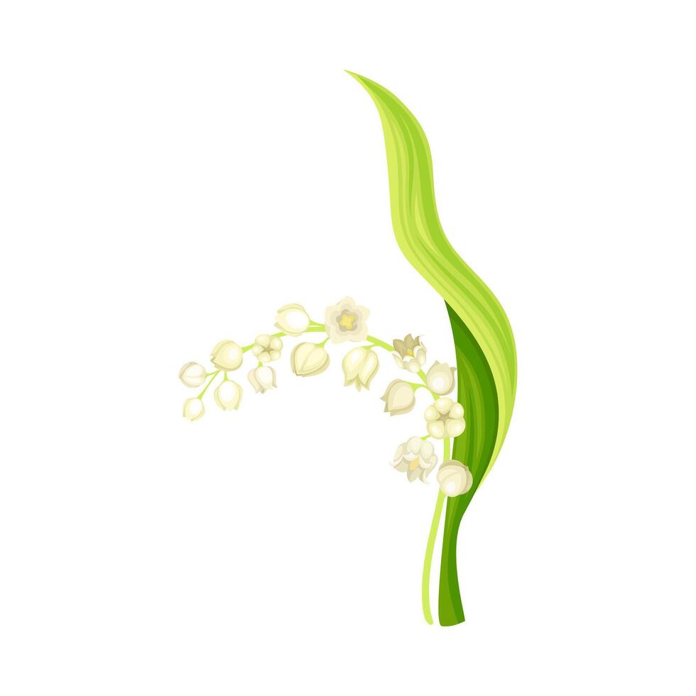 Lily of the valley spring flower. May lily fresh plant with green leaf and white flowers. Nature, flora, botany design element illustration vector
