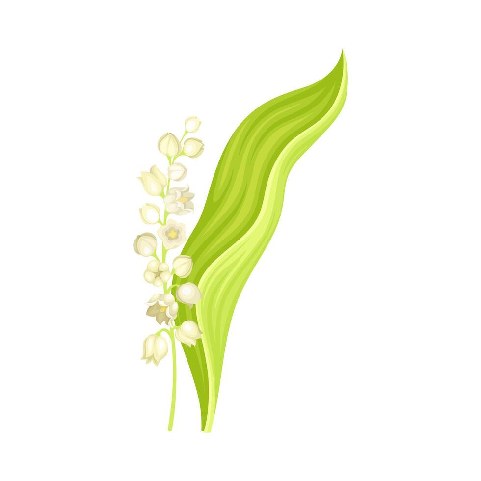 Lily of the valley. May lily fresh spring plant. Nature, flora, botany design element illustration vector