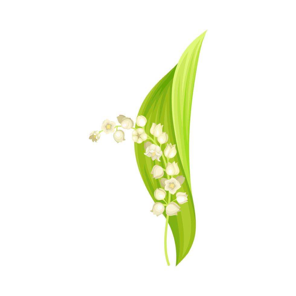 Lily of the valley flower. May lily fresh spring plant. Nature, flora, botany design element illustration vector