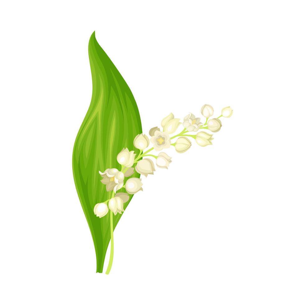 Lily of the valley. May lily beautiful fresh spring flower illustration vector
