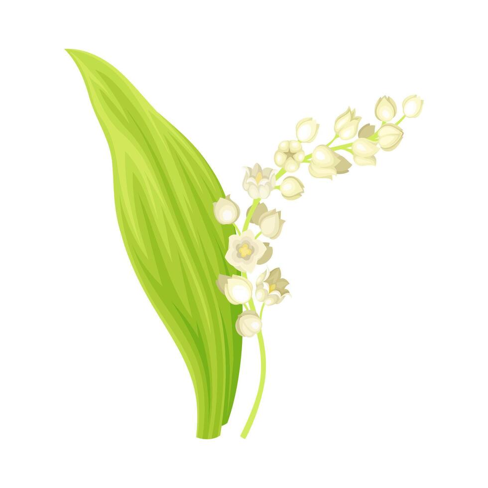 Lily of the valley. May lily flower, symbol of spring illustration vector