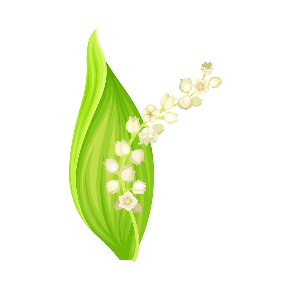 Lily of the valley. May lily flower, symbol of spring, nature, flora, botany design element illustration vector