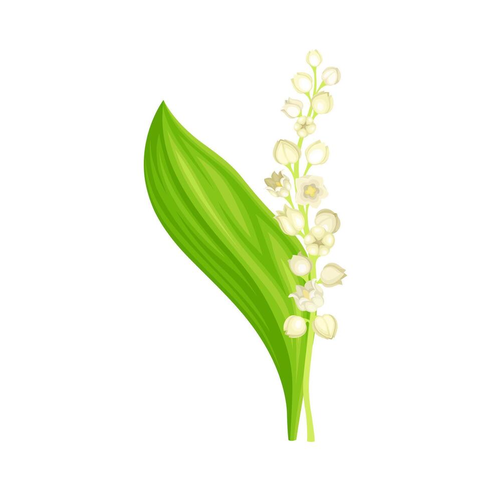 May lily flower. Lily of the valley plant, symbol of spring. Nature, flora, botany design element illustration vector