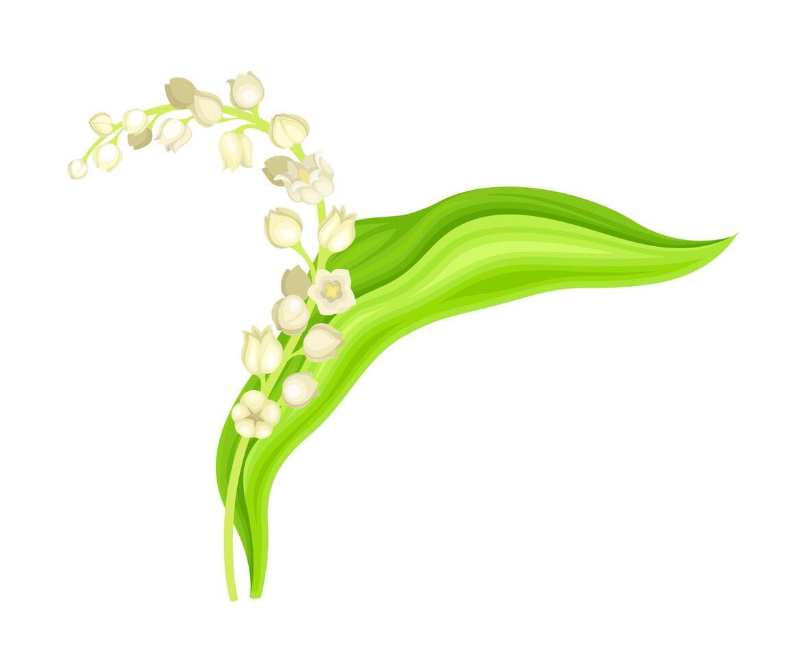 Lily of the valley. May bell flower, symbol of spring, nature, flora, botany design element illustration vector