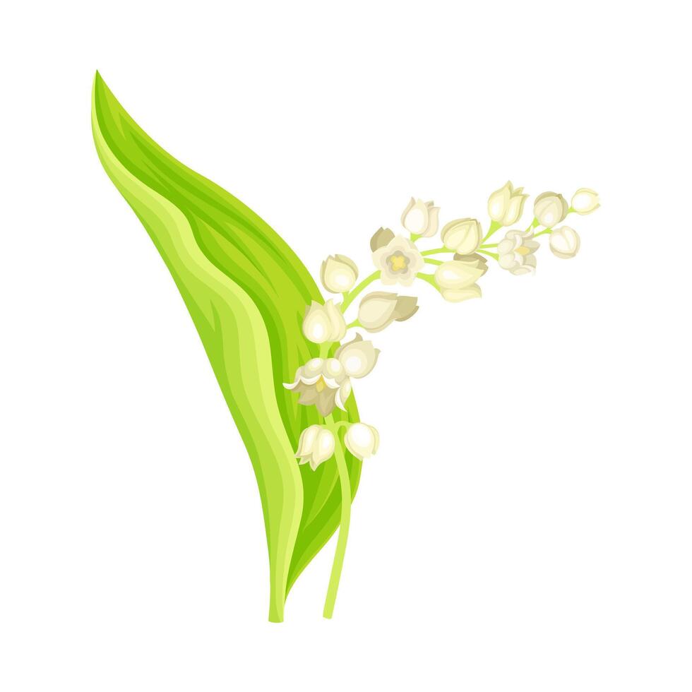 Lily of the valley. May bell flower with green leaf and white flowers illustration vector