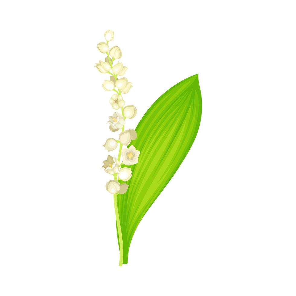 Lily of the valley. May bell spring flower with green leaf and white flowers illustration vector