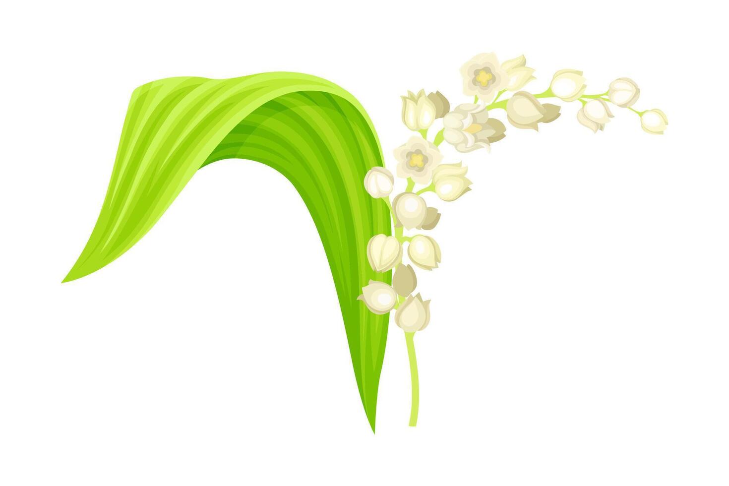 Lily of the valley. May bell fragrant spring flower with green leaf and white flowers illustration i vector