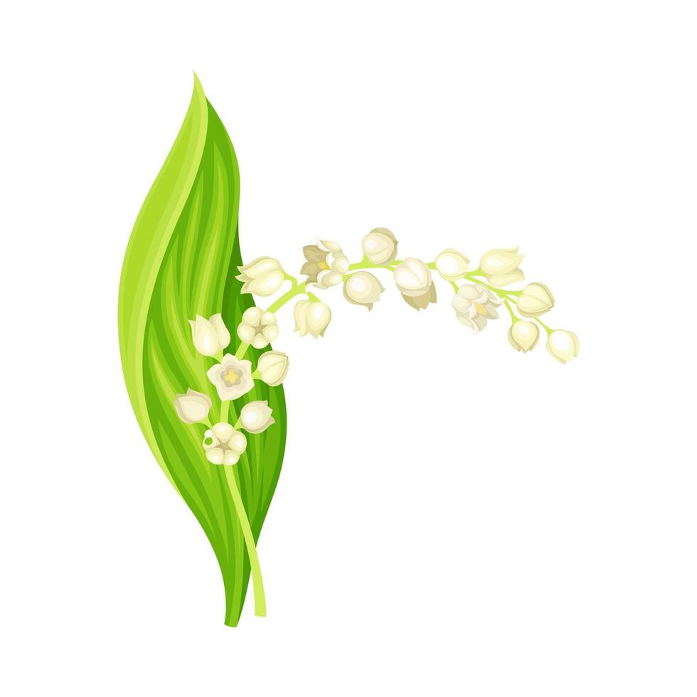 Lily of the valley. Beautiful may bell fragrant flower, symbol of spring, nature, flora, botany design illustration vector
