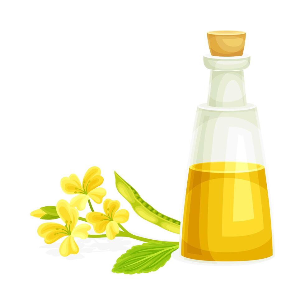 Mustard Yellow Oil Poured in Glass Corked Jar and Plant Blossom with Pod Illustration vector